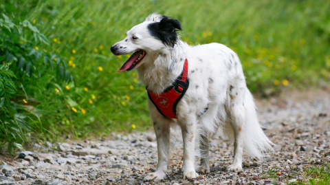 All For Dogs Sportowe szelki odblaskowe dla psa rozm. S Czerwone All For Dogs Sportowe szelki odblaskowe dla psa rozm. S Czerwone