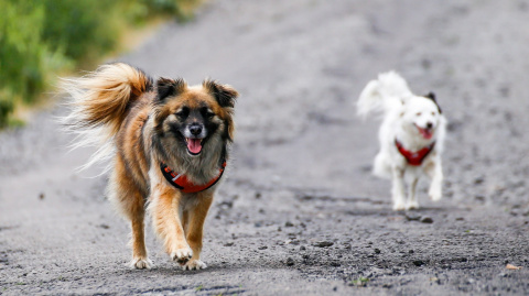 All For Dogs Sportowe szelki odblaskowe dla psa rozm. S Pomarańczowy All For Dogs Sportowe szelki odblaskowe dla psa rozm. S Pomarańczowy