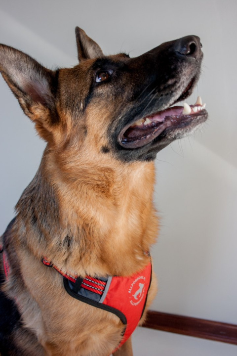 All For Dogs Sportowe szelki odblaskowe dla psa rozm. XS Czerwone All For Dogs Sportowe szelki odblaskowe dla psa rozm. XS Czerwone