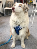 All For Dogs Sportowe szelki odblaskowe dla psa rozm. XS Niebieskie