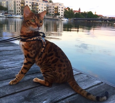 Szelki TRE PONTI Fashion Leopard - regulacja na plecach Szelki TRE PONTI Fashion Leopard - regulacja na plecach
