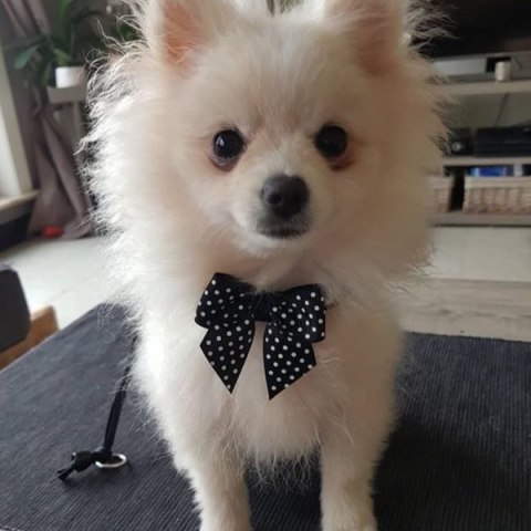 Szelki TRE PONTI Fashion czerwone z kokardką Szelki TRE PONTI Fashion czerwone z kokardką