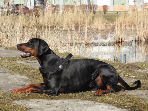 Szelki dla psaTRE PONTI Primo PLUS Czarne matowe Szelki dla psaTRE PONTI Primo PLUS Czarne matowe