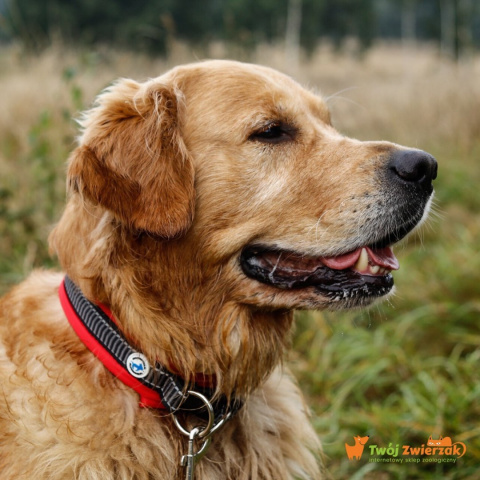 All For Dogs obroża dla psa odblaskowa Żółta S All For Dogs obroża dla psa odblaskowa Żółta S
