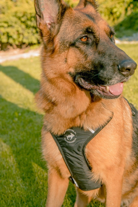 All For Dogs 2X-Sport Szelki dla psa M Czarne All For Dogs 2X-Sport Szelki dla psa M Czarne