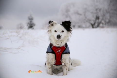 All For Dogs Sportowe szelki odblaskowe dla psa rozm. XS Czerwone All For Dogs Sportowe szelki odblaskowe dla psa rozm. XS Czerwone