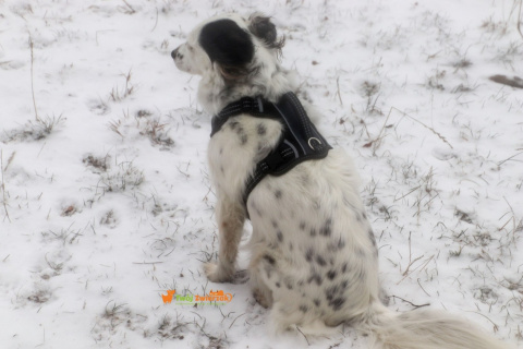 All For Dogs 2X-Sport Szelki dla psa M Czarne All For Dogs 2X-Sport Szelki dla psa M Czarne