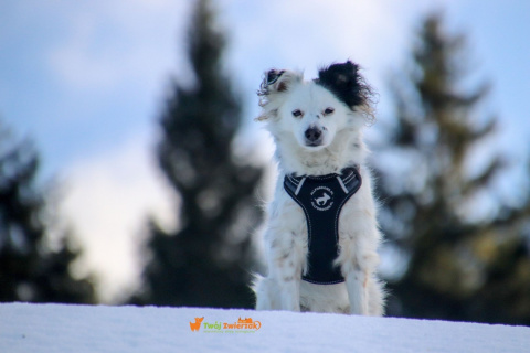 All For Dogs 2X-Sport Szelki dla psa M Czarne All For Dogs 2X-Sport Szelki dla psa M Czarne