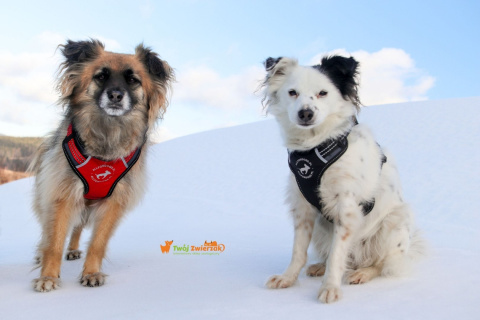 All For Dogs 2X-Sport Szelki dla psa M Czarne All For Dogs 2X-Sport Szelki dla psa M Czarne