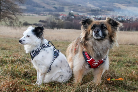 All For Dogs 2X-Sport Szelki dla psa M Czerwone All For Dogs 2X-Sport Szelki dla psa M Czerwone