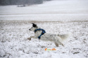 All For Dogs 2X-Sport Szelki dla psa M Niebieskie