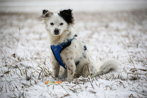 All For Dogs 2X-Sport Szelki dla psa S Niebieskie All For Dogs 2X-Sport Szelki dla psa S Niebieskie
