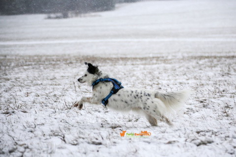 All For Dogs 2X-Sport Szelki dla psa XS Niebieskie All For Dogs 2X-Sport Szelki dla psa XS Niebieskie