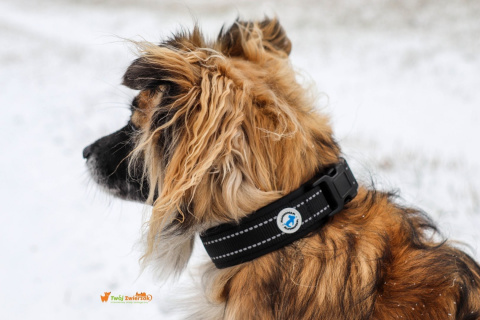 All For Dogs Black Obroża dla psa 45-56 cm L All For Dogs Black Obroża dla psa 45-56 cm L