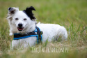 All For Dogs szelki norweskie Niebieski L