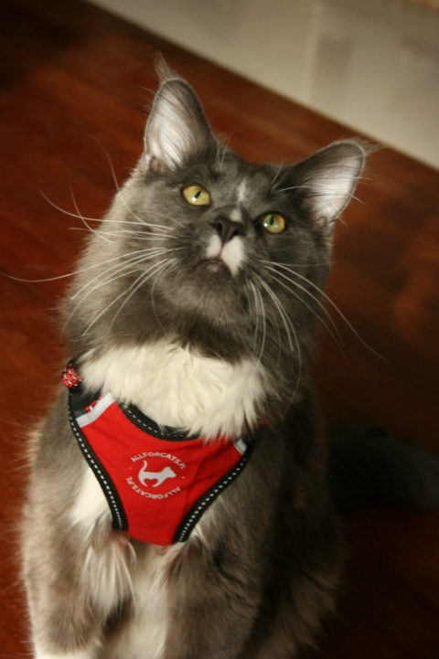 All For Cats Sportowe szelki dla kota S - czerwone