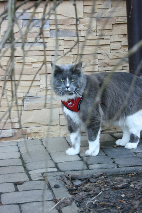 All For Cats Sportowe szelki dla kota S - czerwone All For Cats Sportowe szelki dla kota S - czerwone