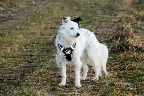 All For Dogs Sportowe szelki rozm. M Czarny All For Dogs Sportowe szelki rozm. M Czarny