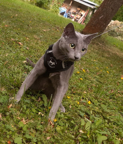 All For Cats Sportowe szelki dla kota S - czarne All For Cats Sportowe szelki dla kota S - czarne