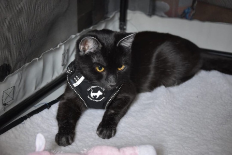 All For Cats Sportowe szelki dla kota S - czarne All For Cats Sportowe szelki dla kota S - czarne