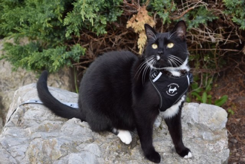 All For Cats Sportowe szelki dla kota S - czarne All For Cats Sportowe szelki dla kota S - czarne