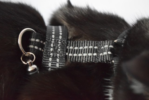 All For Cats Sportowe szelki dla kota S - czarne All For Cats Sportowe szelki dla kota S - czarne